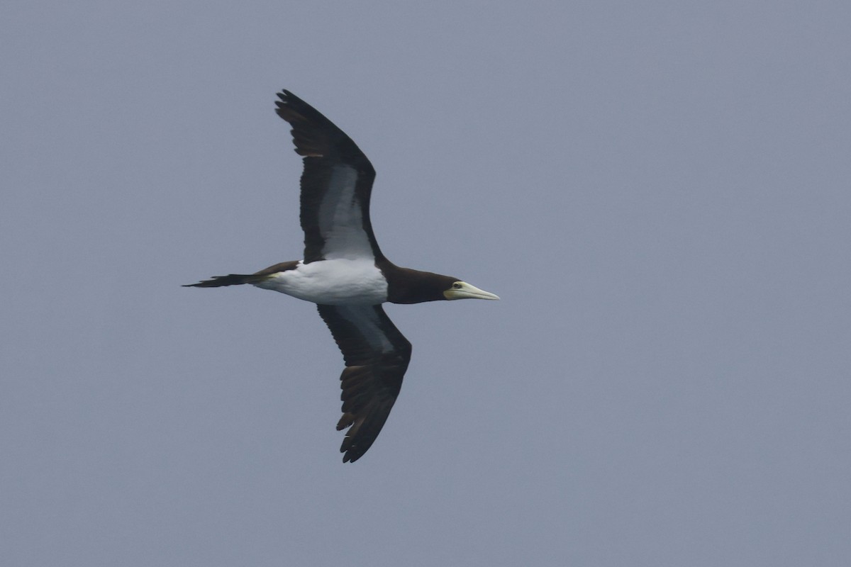 Brown Booby - ML630153642