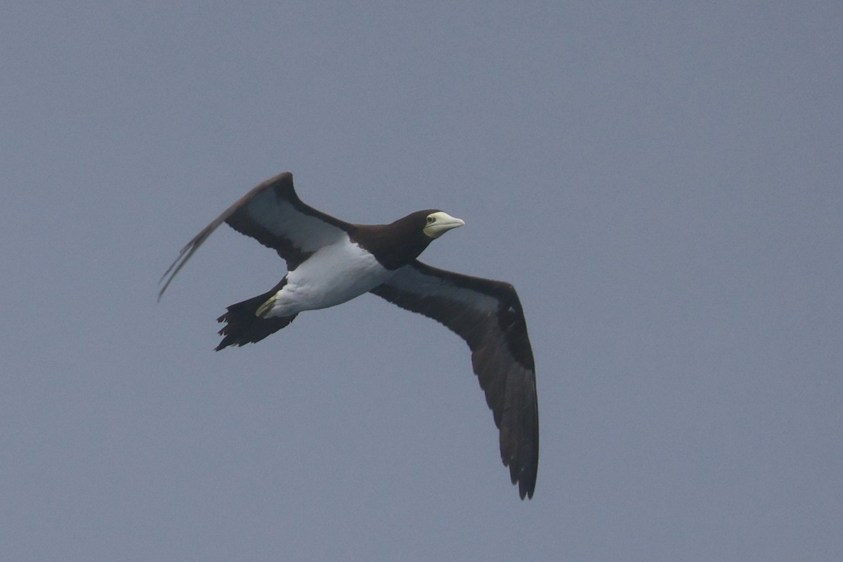 Brown Booby - ML630153643