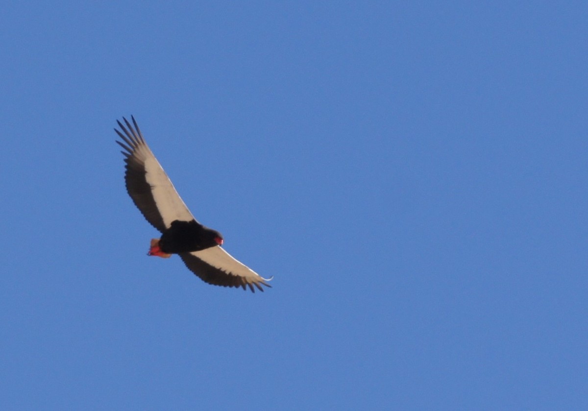 Bateleur - ML630153783