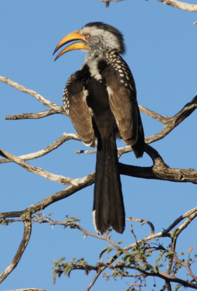 Southern Yellow-billed Hornbill - ML630153872
