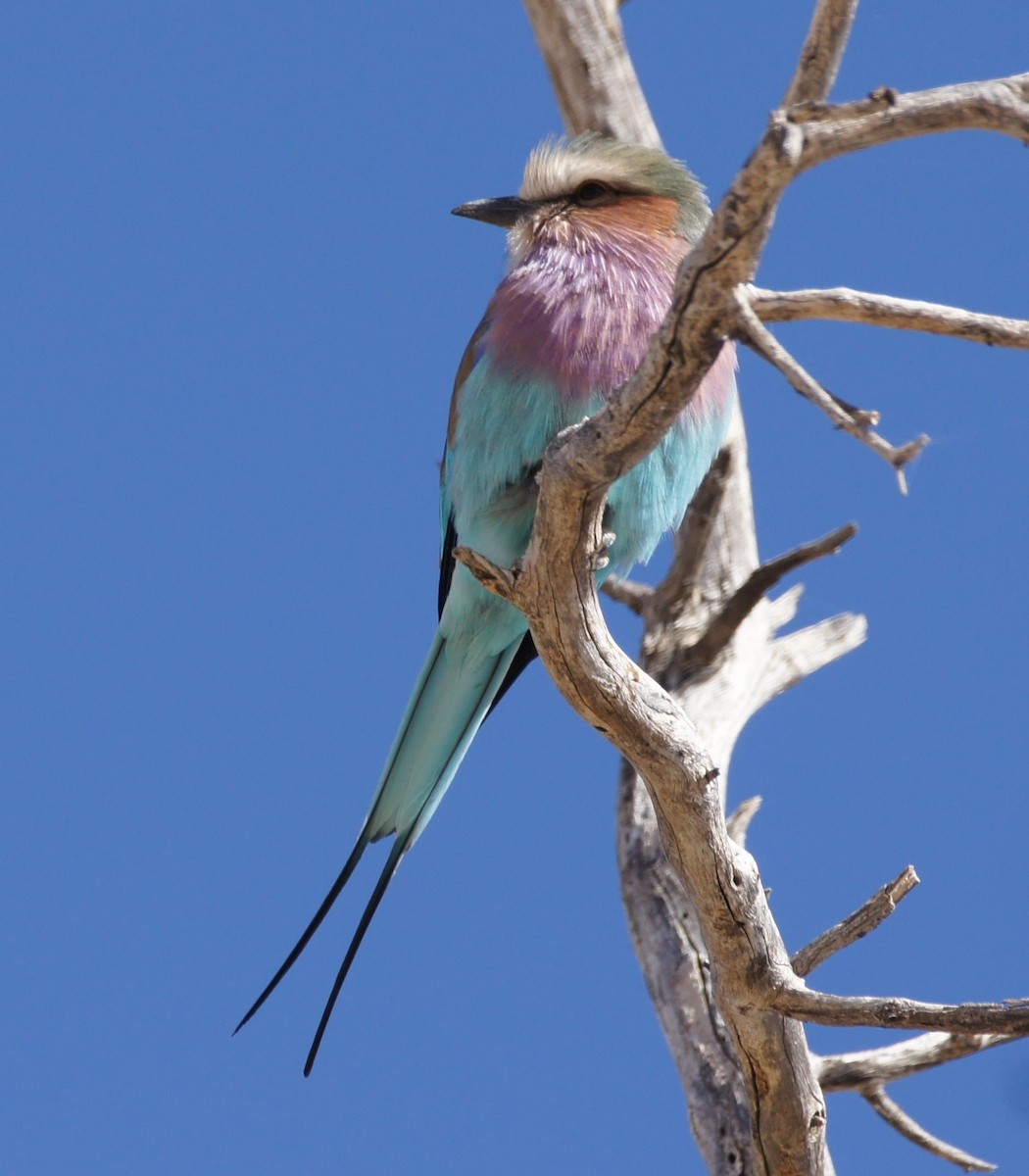 Lilac-breasted Roller - ML630153895