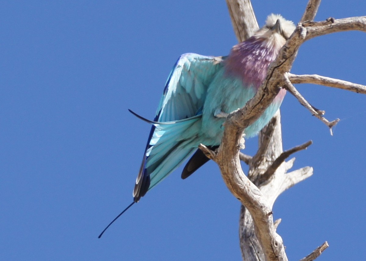 Lilac-breasted Roller - ML630153902
