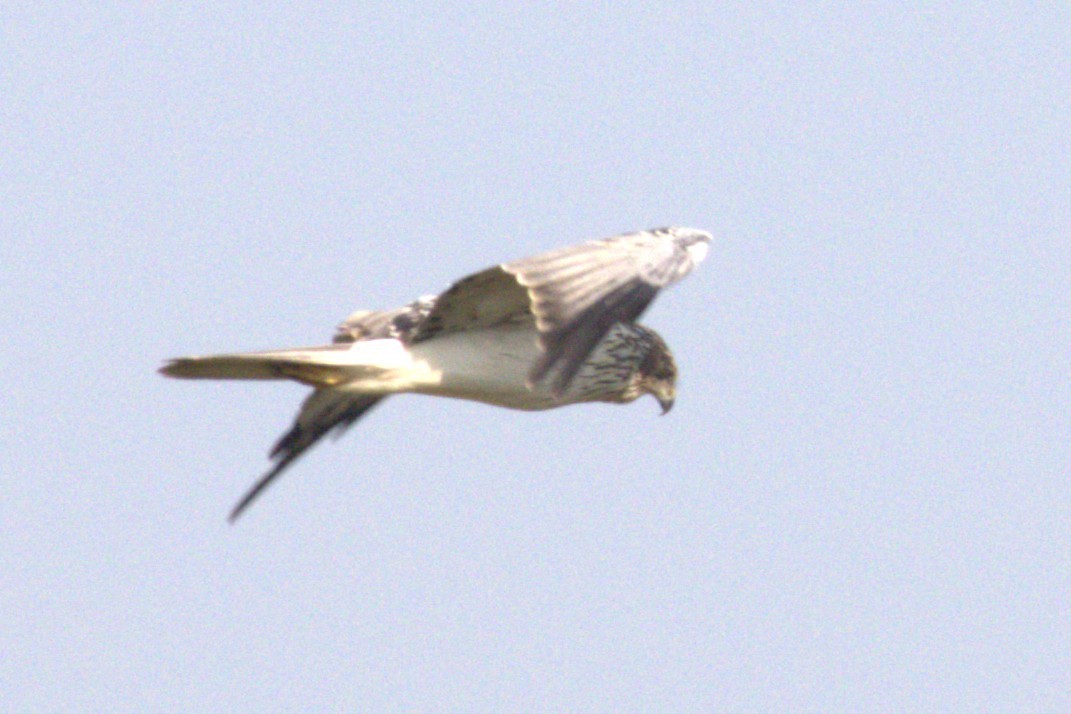 Eastern Marsh Harrier - ML630153942