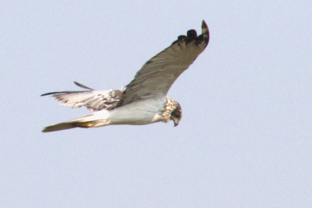 Eastern Marsh Harrier - ML630153943