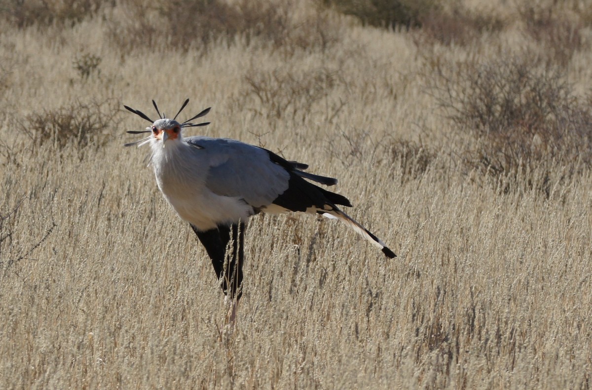 Secretarybird - ML630153951