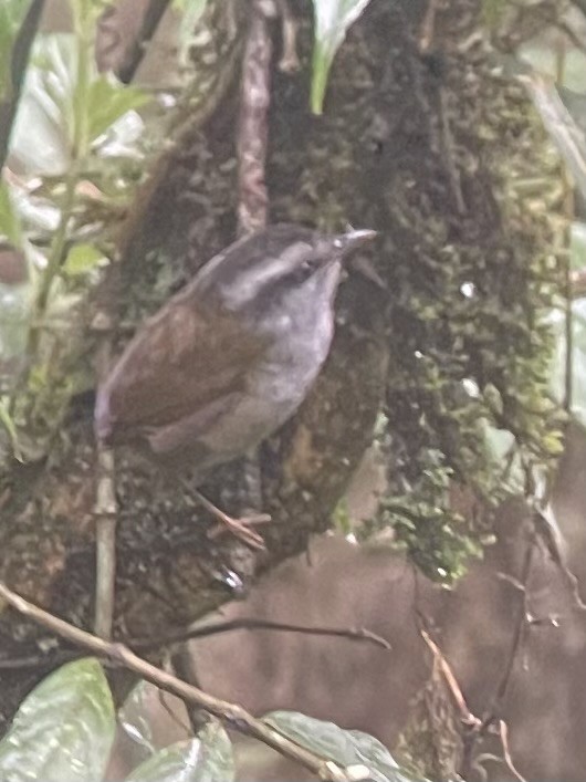 Javan Tesia - ML630153977