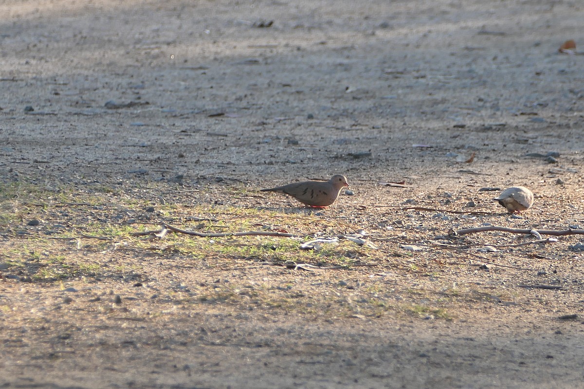 Common Ground Dove - ML630153989