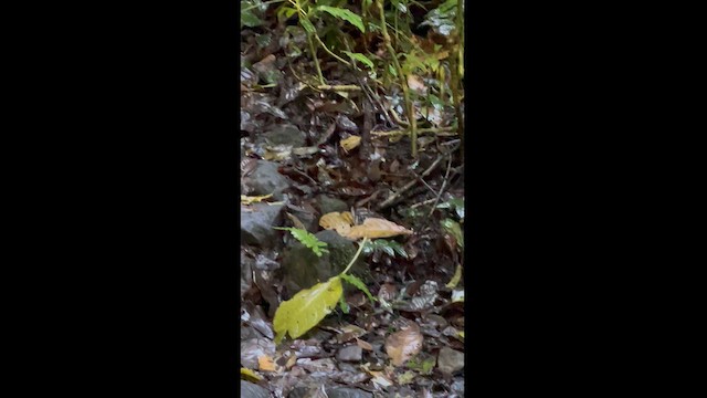 Pygmy Cupwing - ML630154015