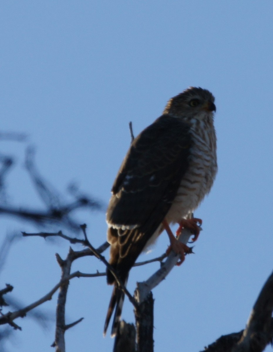 Martial Eagle - ML630154055