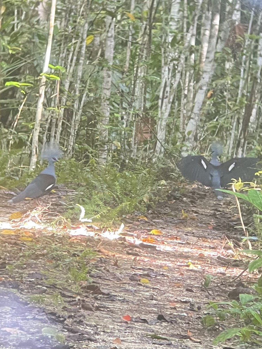 Western Crowned-Pigeon - ML630154075