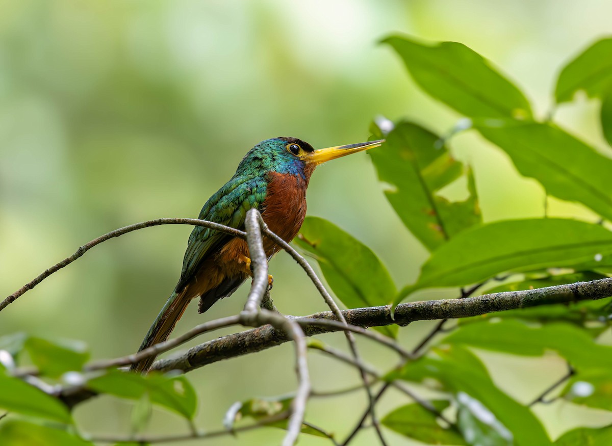 Blue-cheeked Jacamar - ML630154253