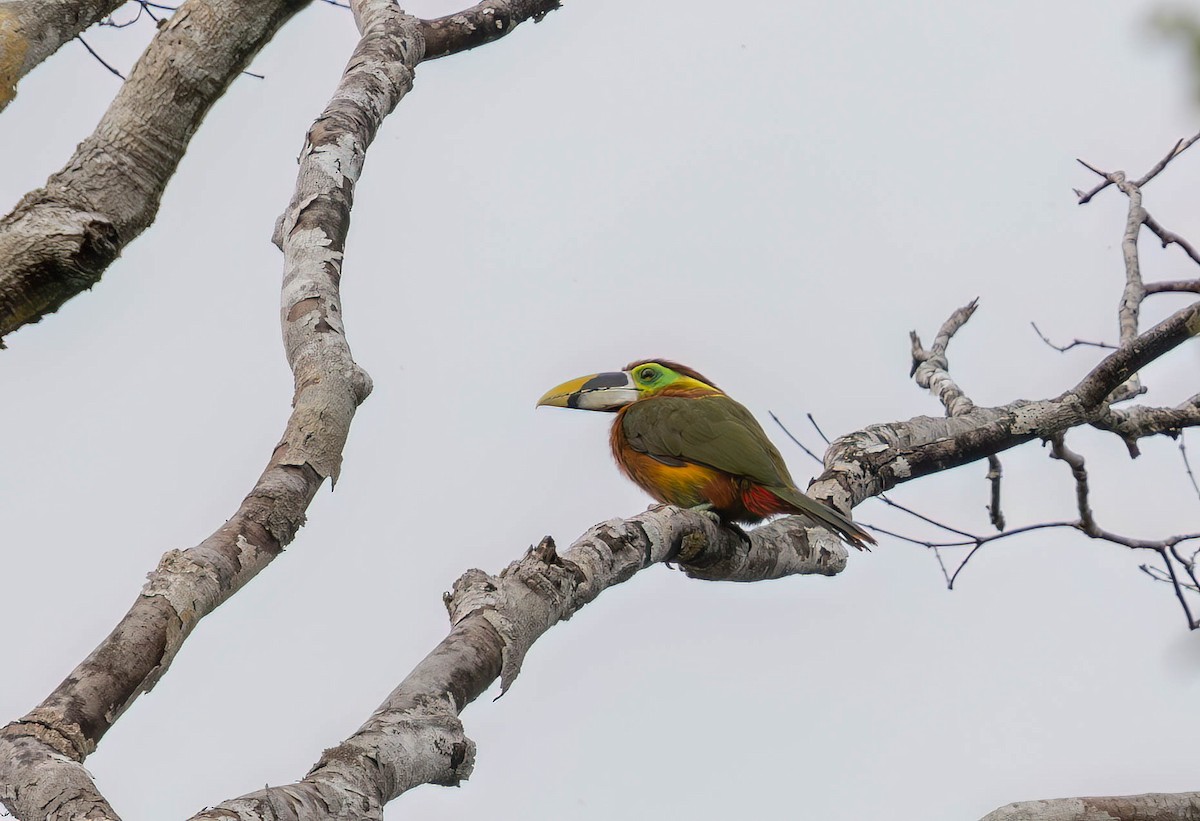 Gould's Toucanet - ML630154257