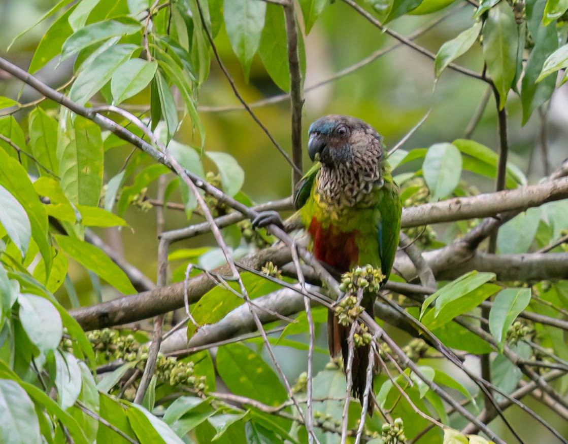 Santarem Parakeet - ML630154260