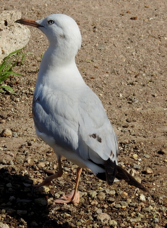 Морской голубок - ML630154276