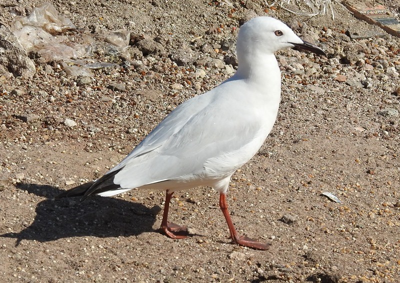 Морской голубок - ML630154277