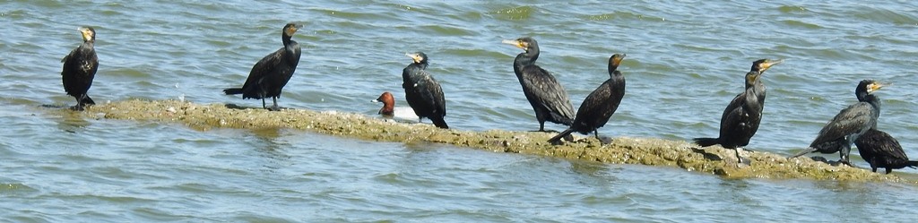 Большой баклан - ML630154288