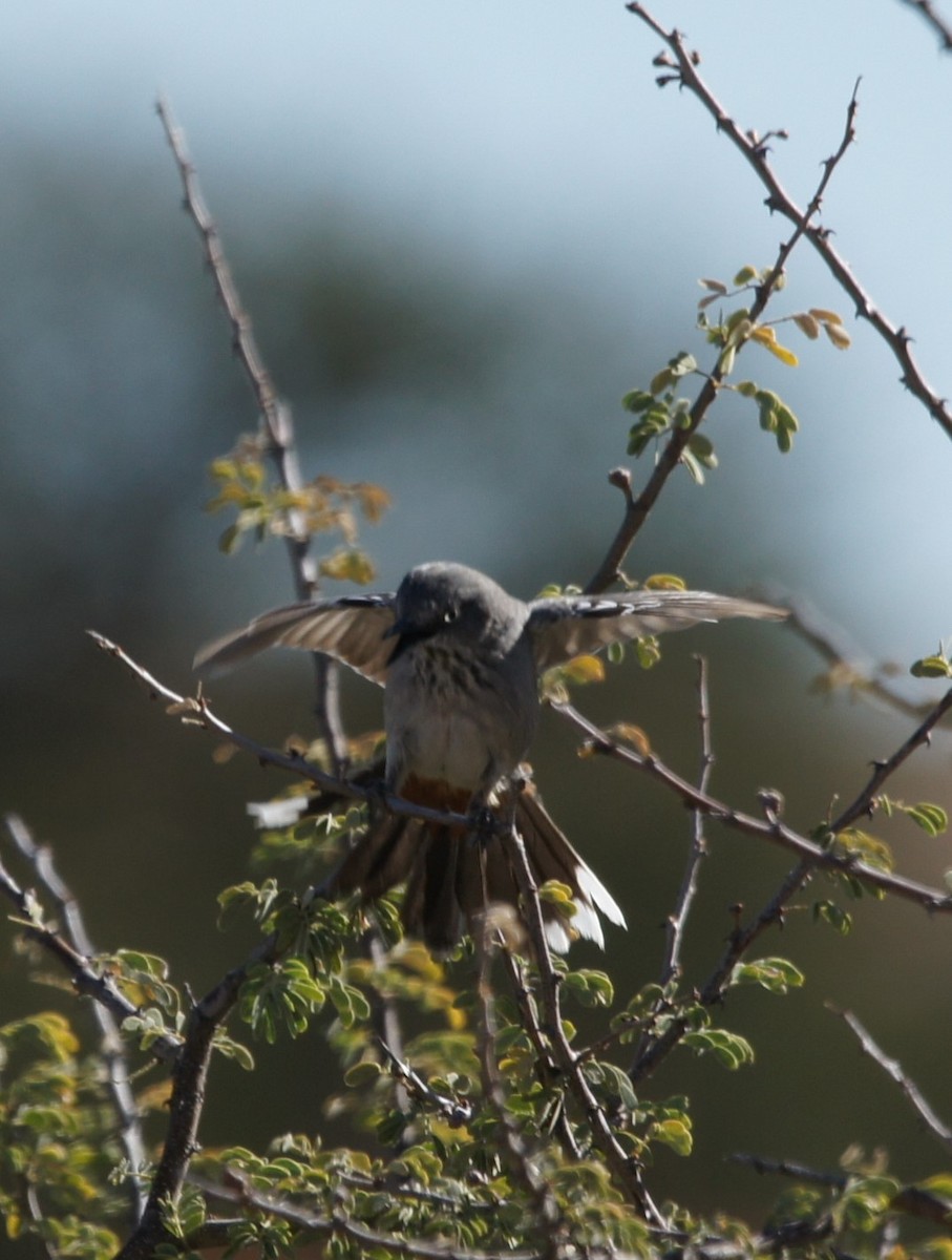 Chestnut-vented Warbler - ML630154306