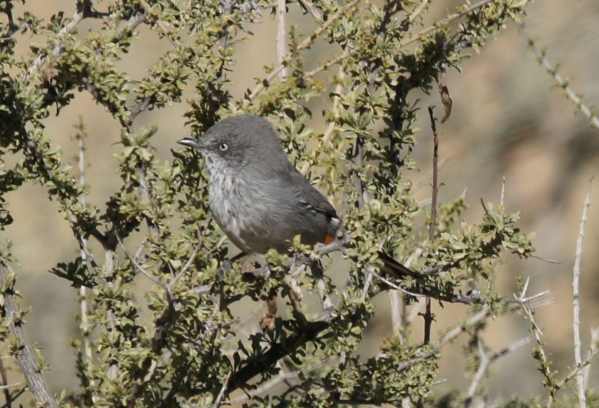 Chestnut-vented Warbler - ML630154308