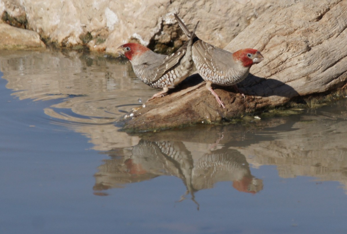 Red-headed Finch - ML630154339