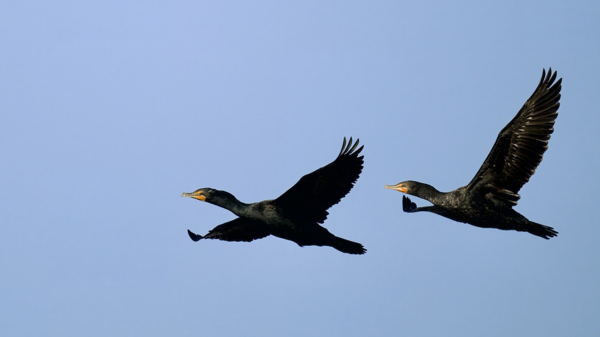 Double-crested Cormorant - ML630154423