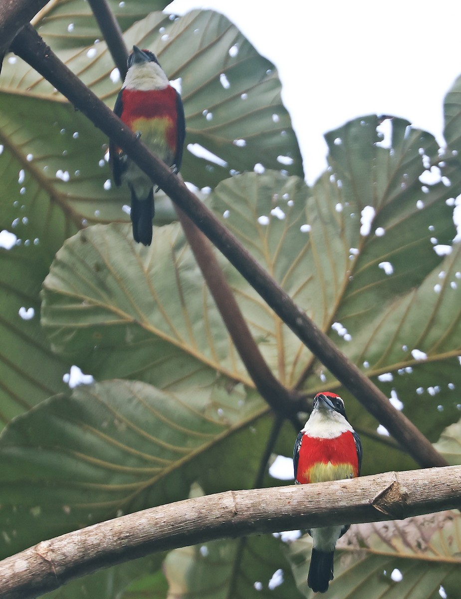 Sira Barbet - Saturnino Llactahuaman www.amazonbirding.com