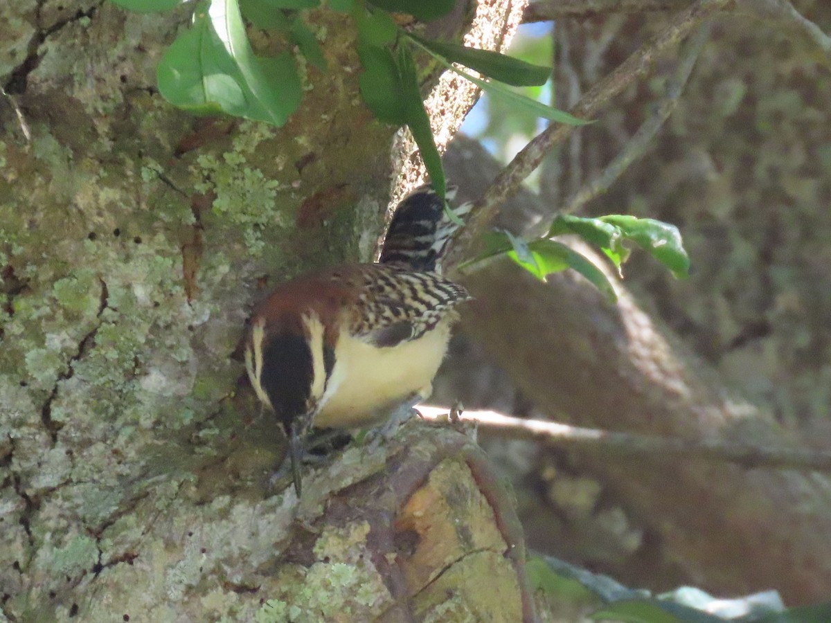 Rufous-backed Wren - ML630154495