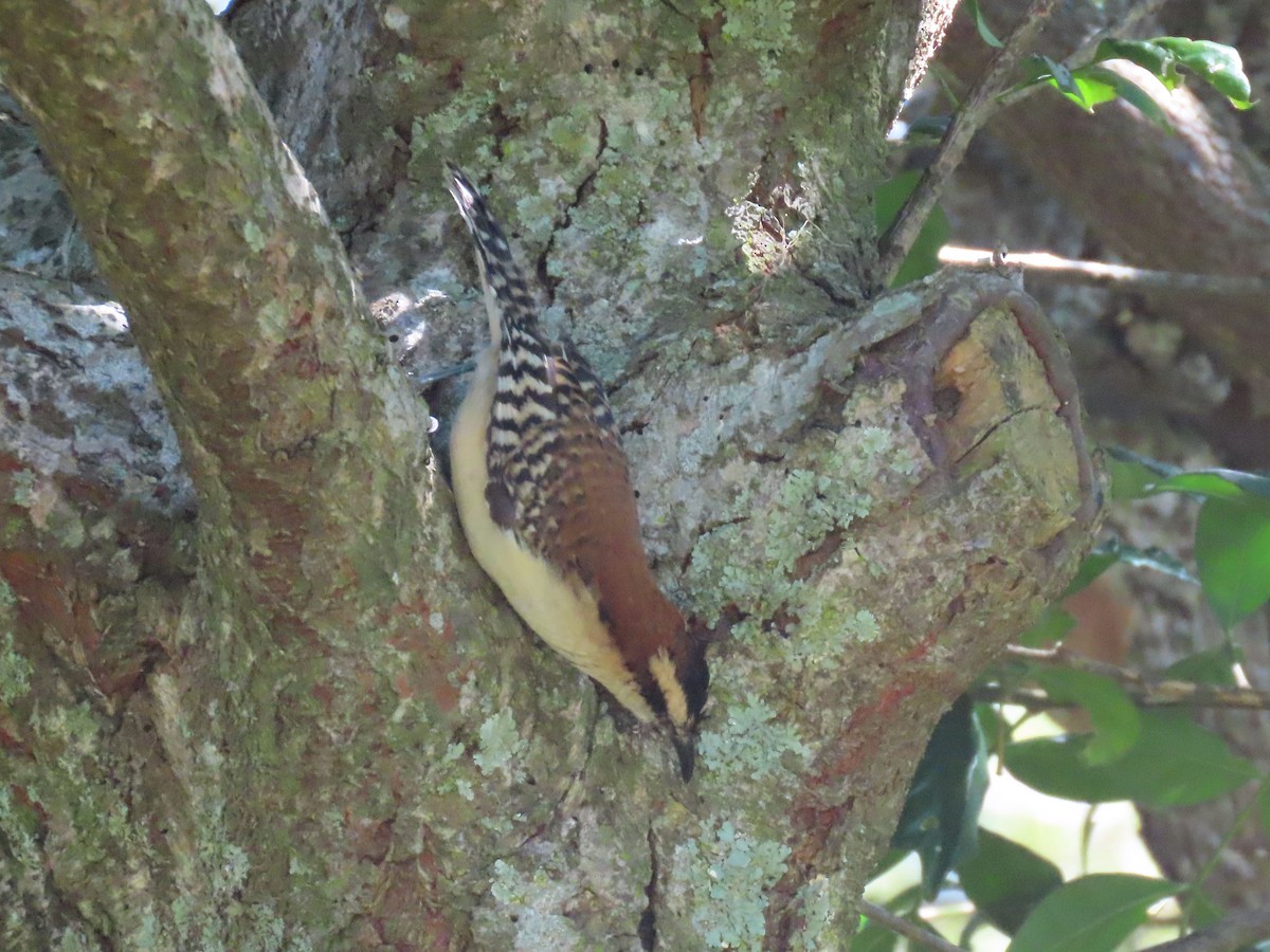 Rufous-backed Wren - ML630154496