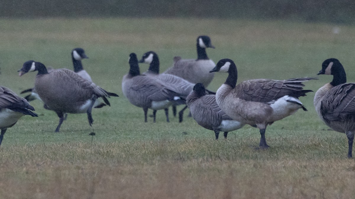 Cackling Goose - ML630154863