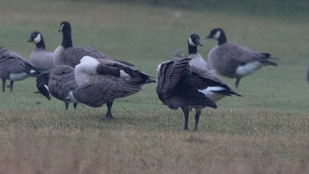 Cackling Goose - ML630154864