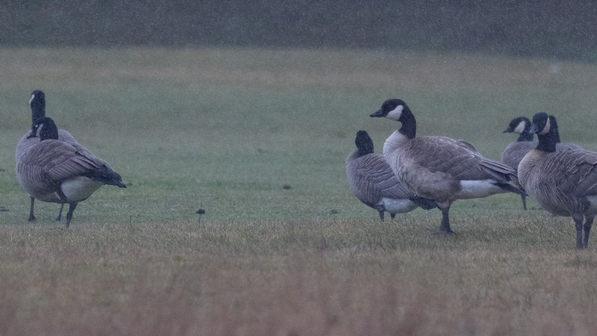 Cackling Goose - ML630154865