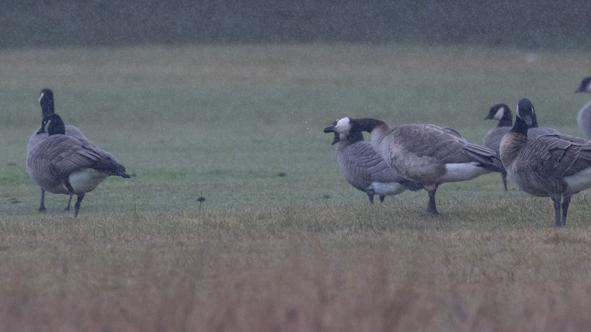 Cackling Goose - ML630154866