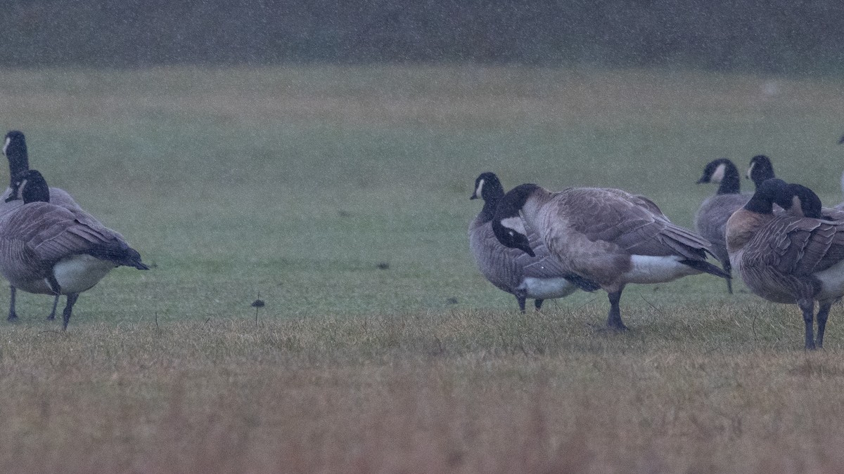 Cackling Goose - ML630154867