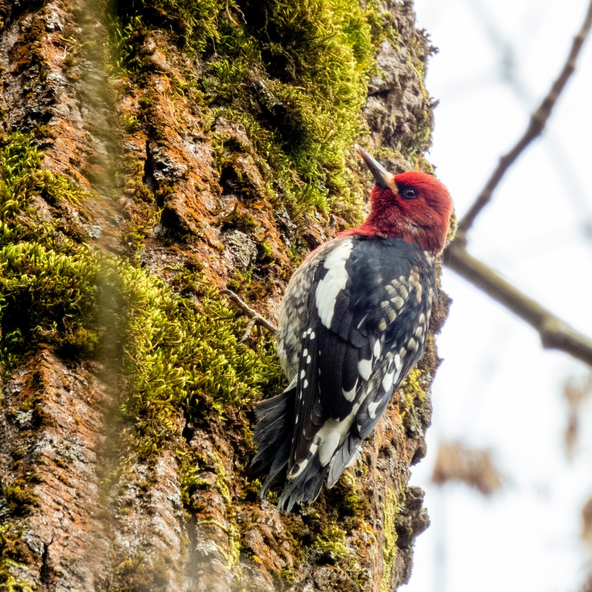 Red-breasted Sapsucker - ML630154903