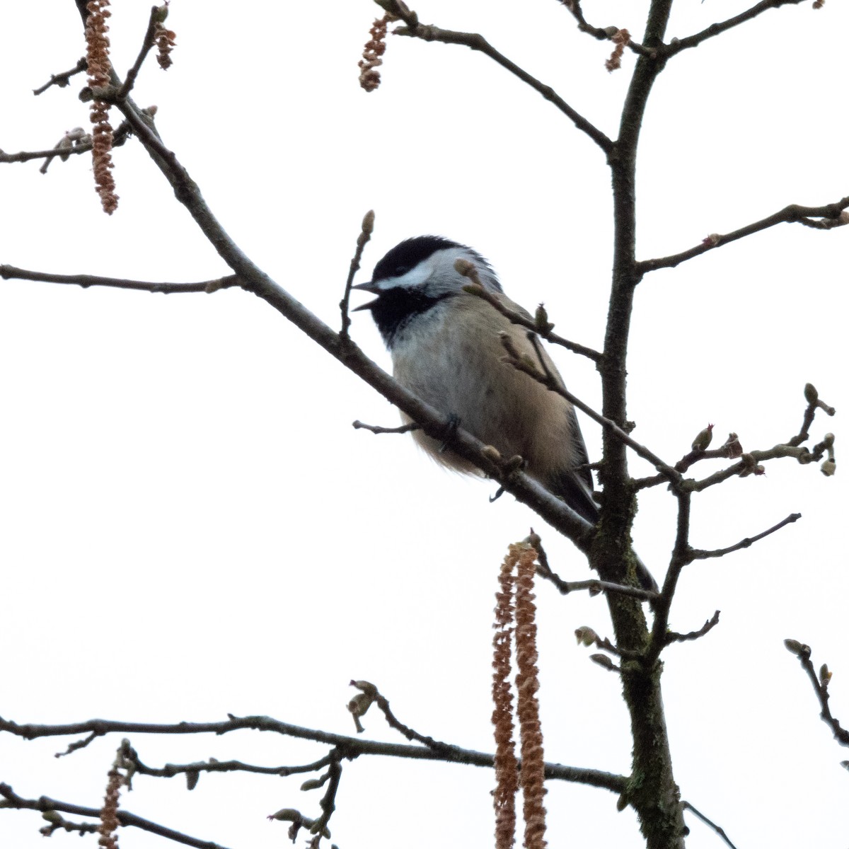 Black-capped Chickadee - ML630154905