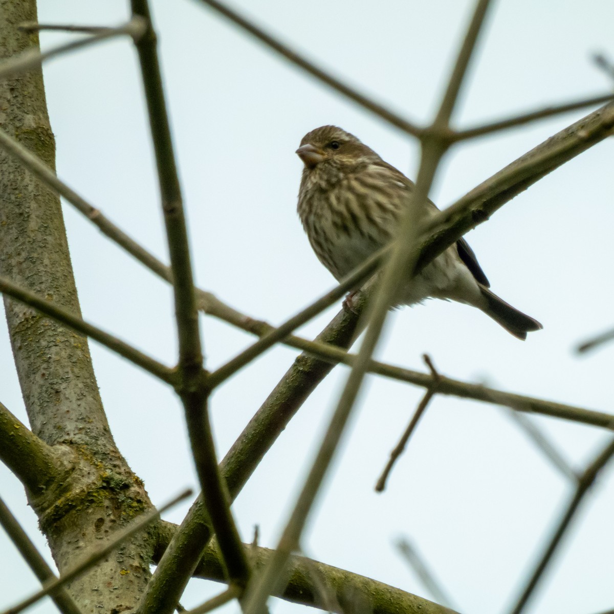 Purple Finch - ML630154923