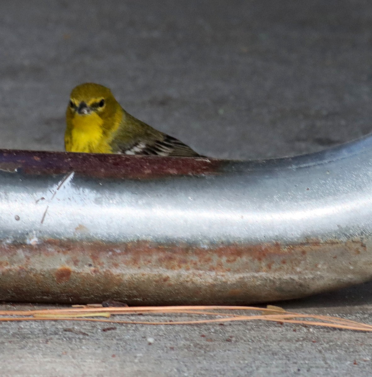 Pine Warbler - ML630154941