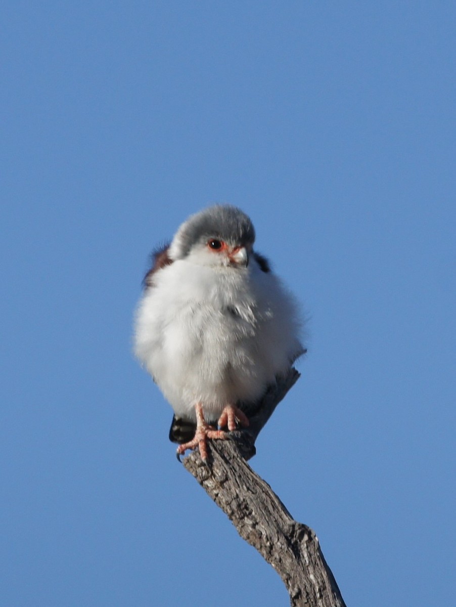 Pygmy Falcon - ML630154944