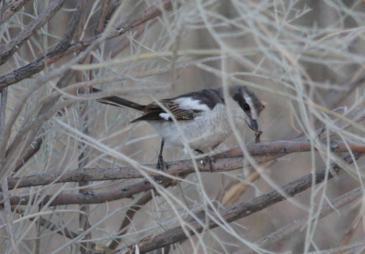 Southern Fiscal - ML630154977