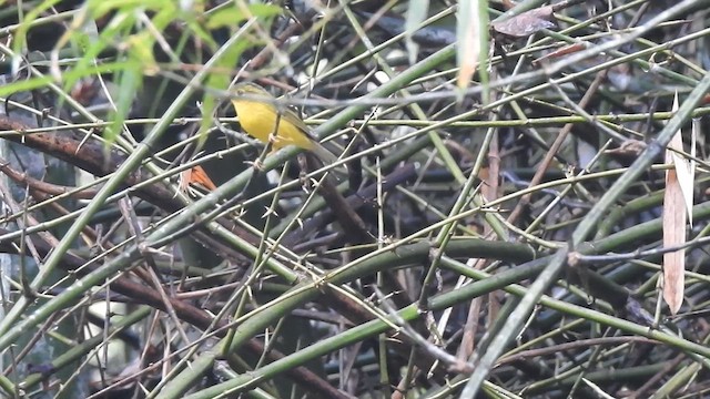 Green-crowned Warbler - ML630154989