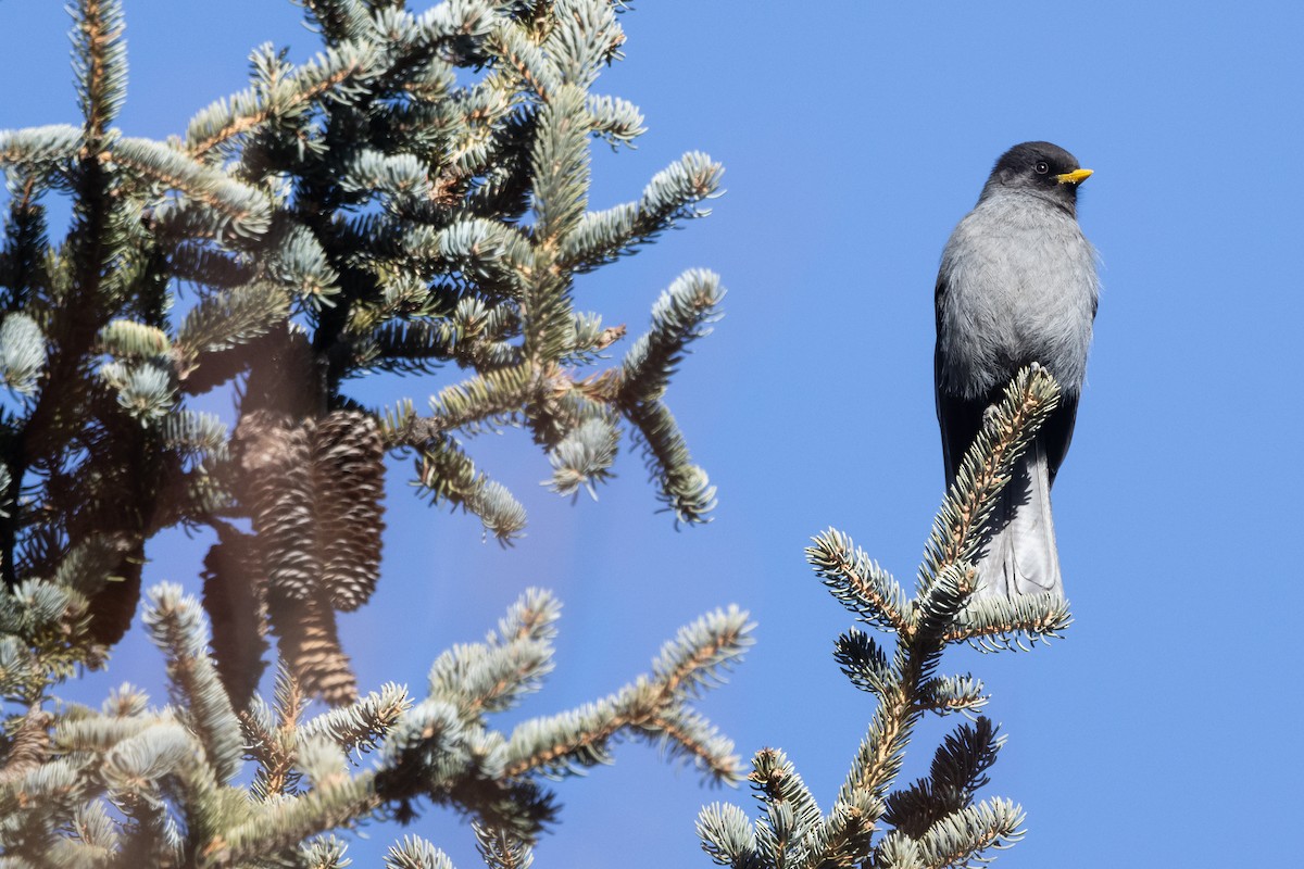 Sichuan Jay - ML630155126