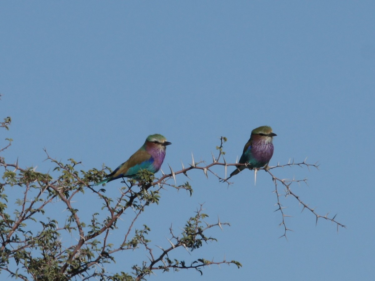 Lilac-breasted Roller - ML630155132