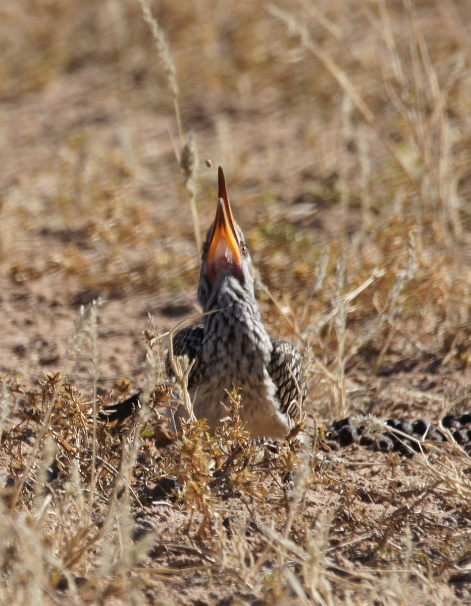 Southern Yellow-billed Hornbill - ML630155158