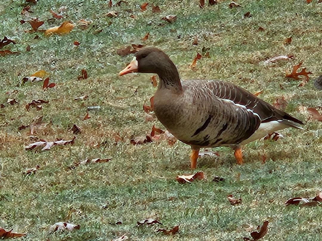 Greater White-fronted Goose - ML630155286