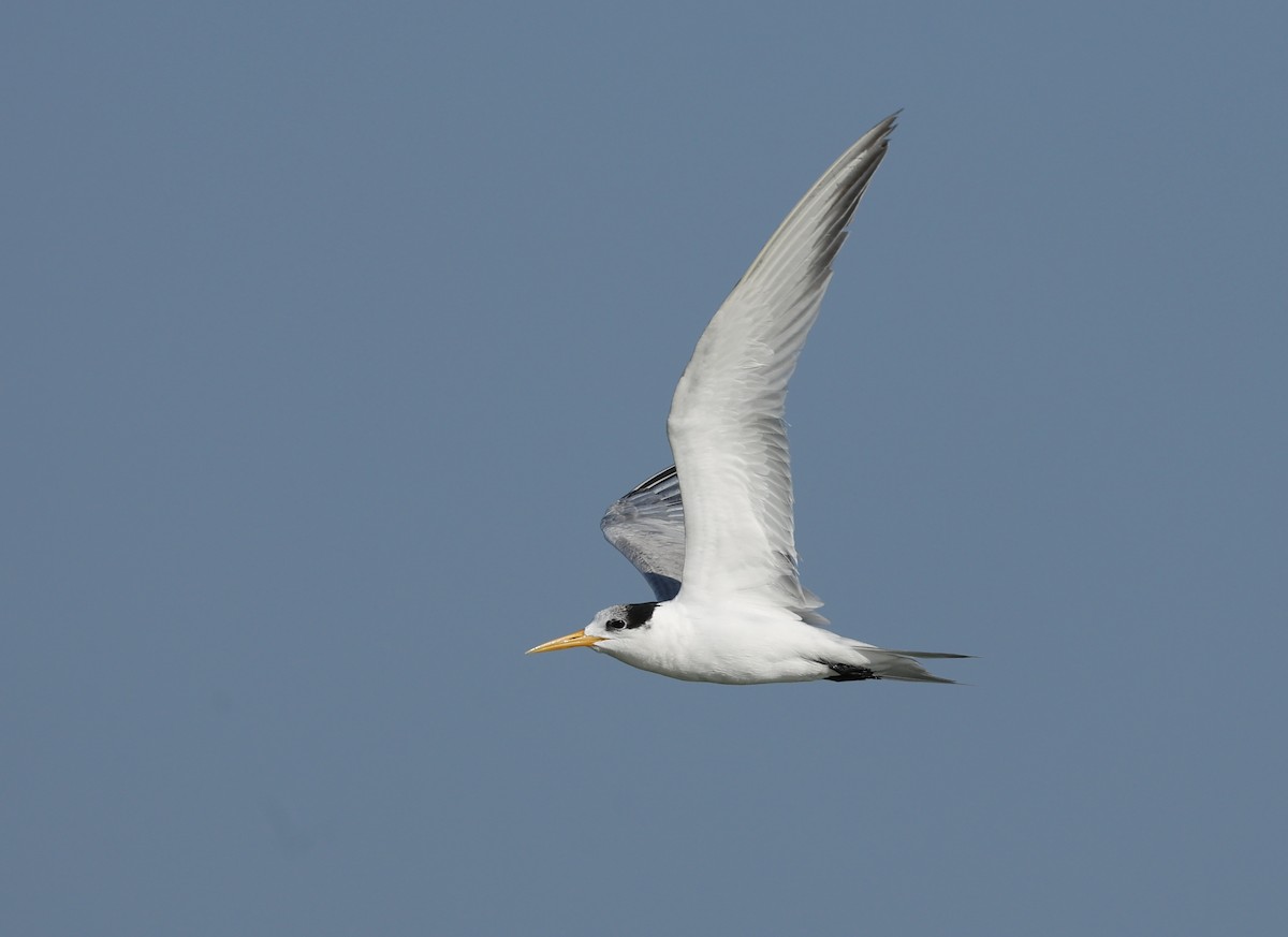 Lesser Crested Tern - ML630155305