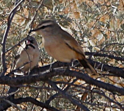 Kalahari Scrub-Robin - ML630155385