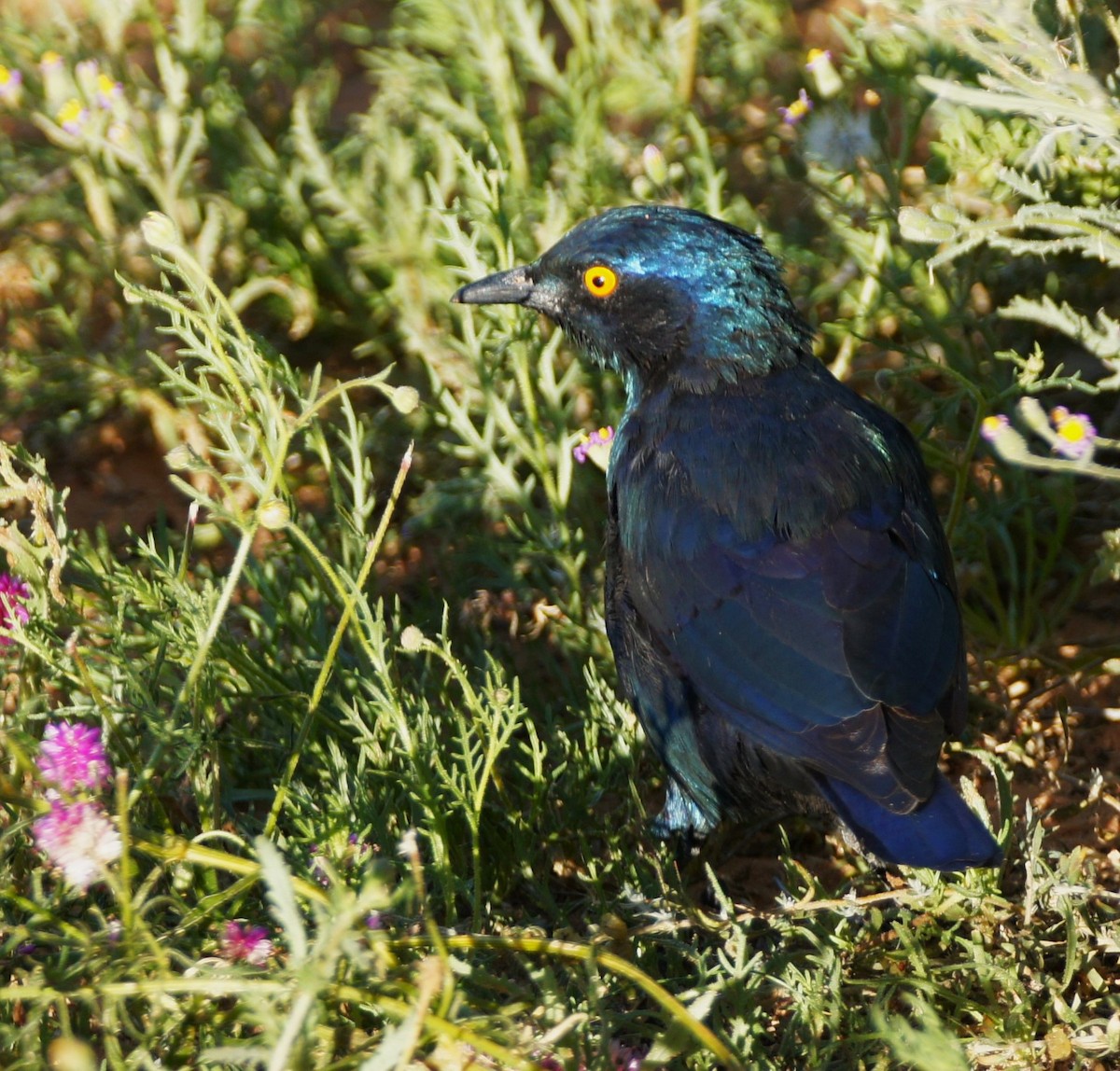 Cape Starling - ML630155390