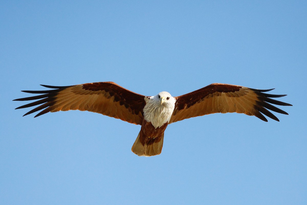 Brahminy Kite - ML630155406