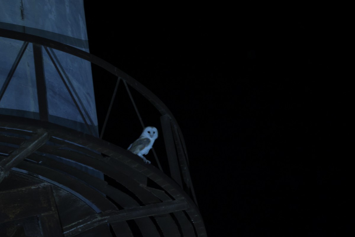 Western Barn Owl - ML630155477