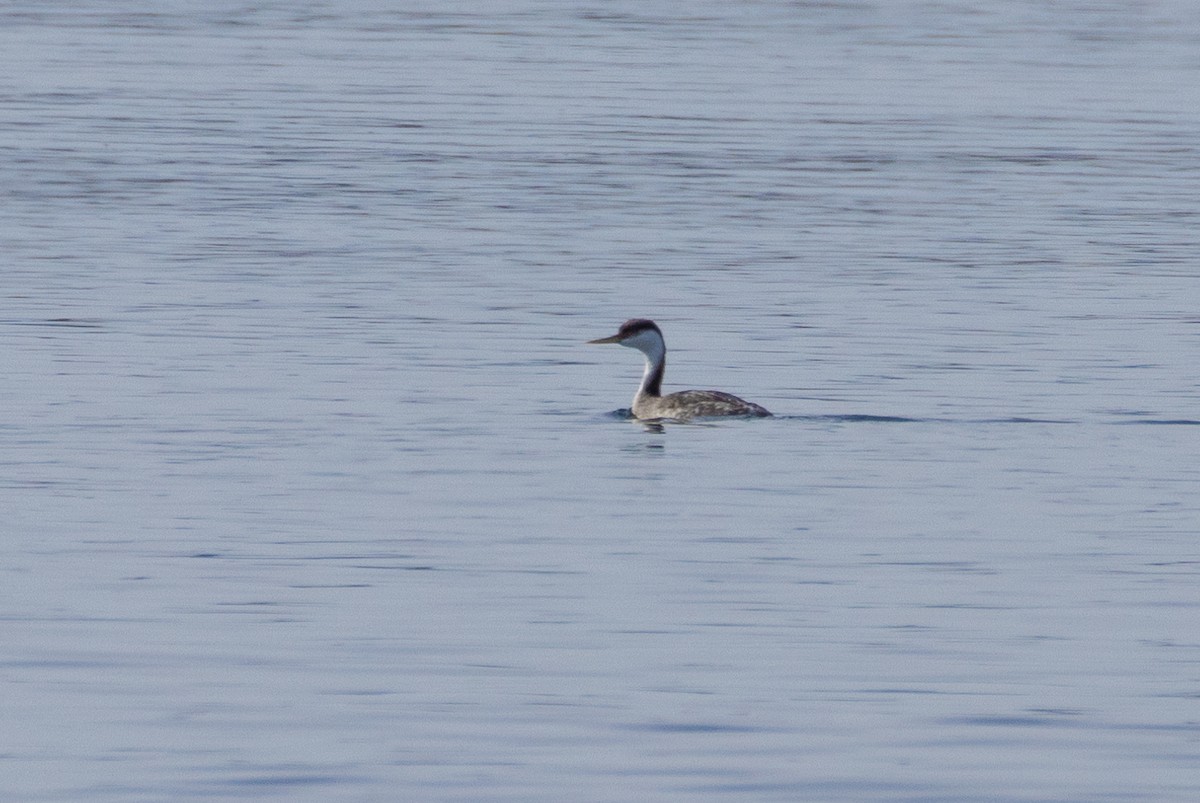 Western Grebe - ML630155656