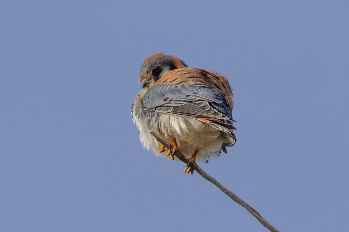 American Kestrel - ML630155658